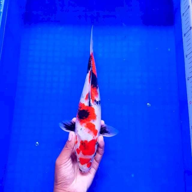 Showa Garang 32cm