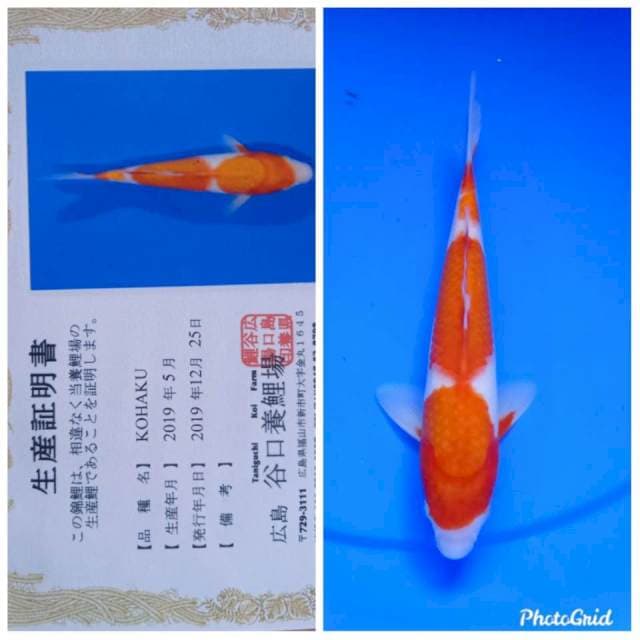 Kohaku import taniguchi farm