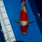 Kohaku doits 38