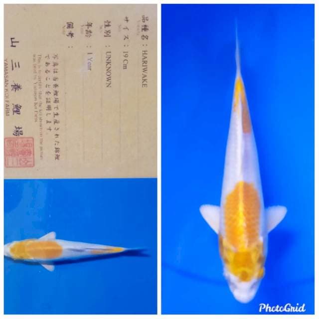 Hariwake import yamasan farm