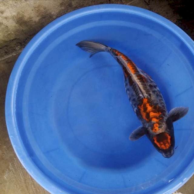 Maruten kikokuryu 40cm
