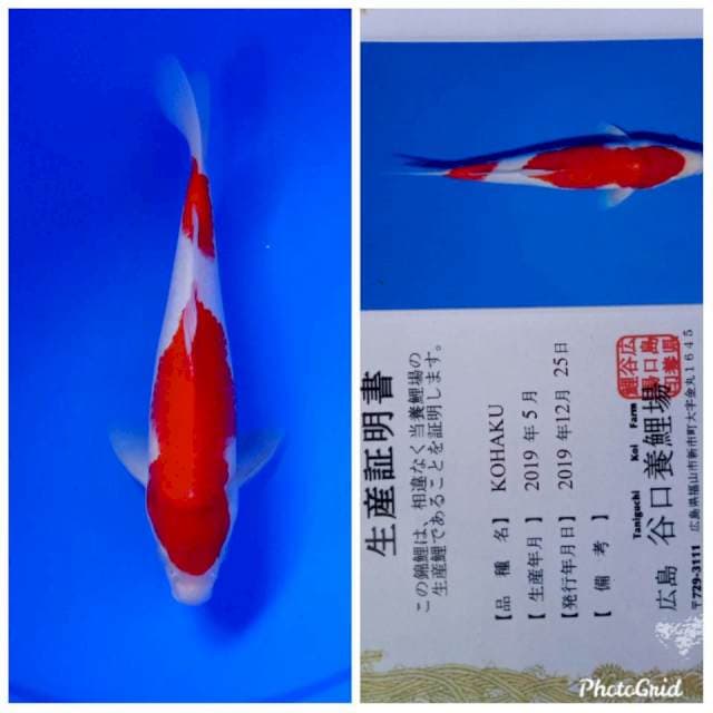 Kohaku taniguchi farm