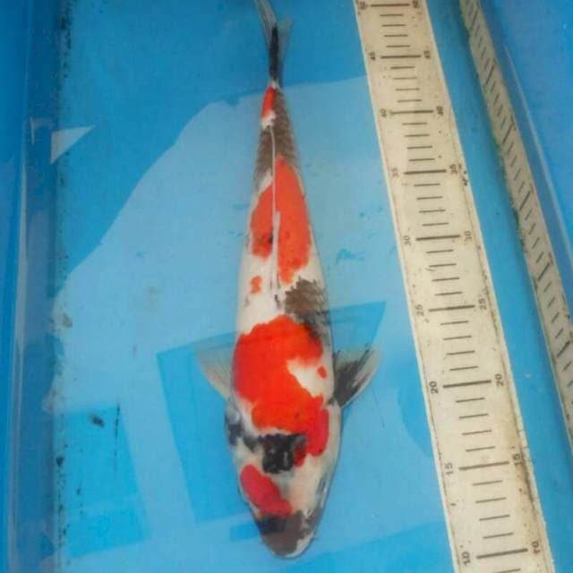 38cm F1 KINDAI SHOWA 4steo