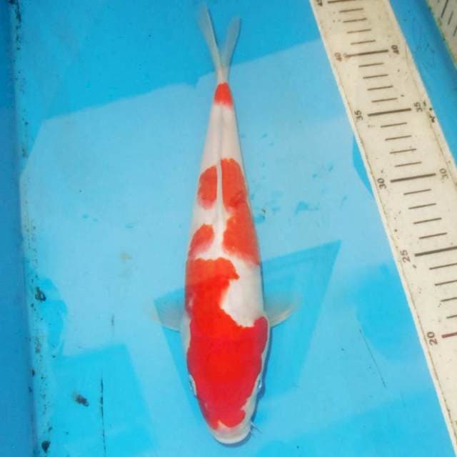 29cm KOHAKU BAGUS