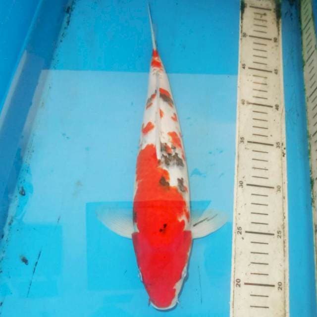 34cm SANKE SAKURA