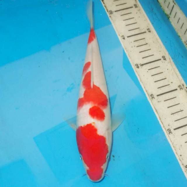 26 cm KOHAKU TOP