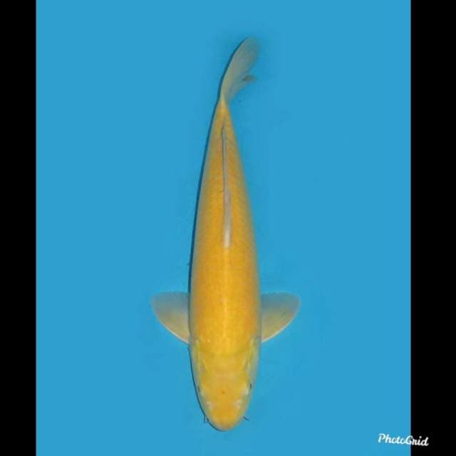 Jumbo Red Eye , 45cm