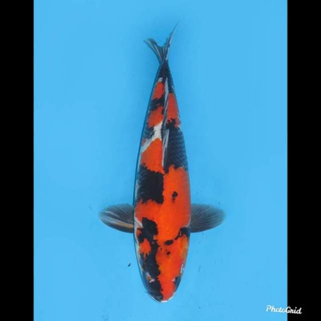 Jumbo , 40cm 