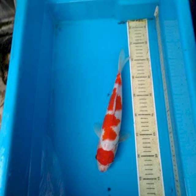 MARUTEN KOHAKU