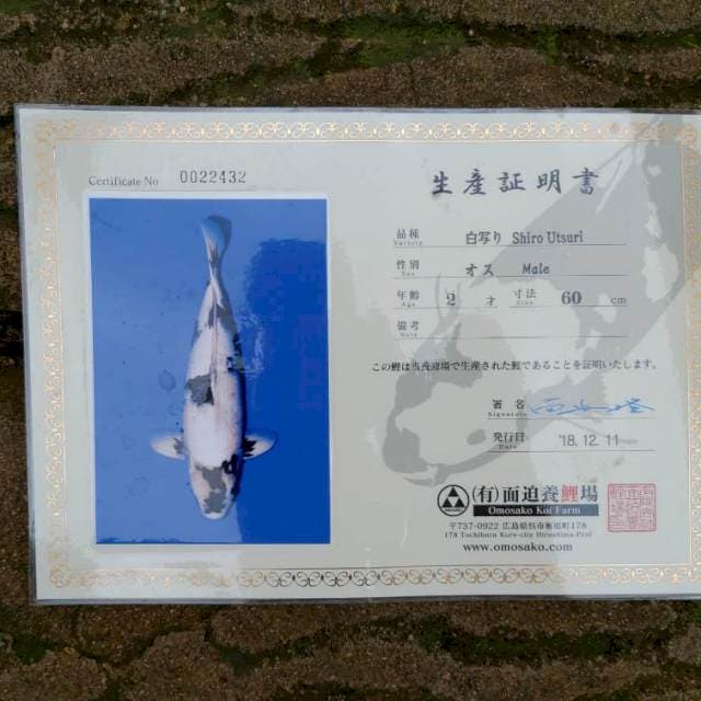 Shiro Utsuri (Omosako Sertifikat) 60cm Male
