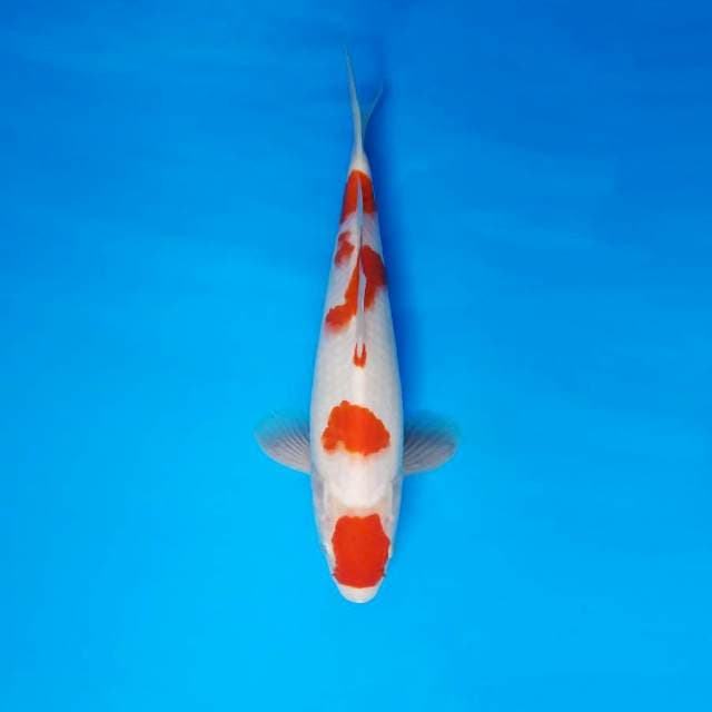 HIRYU 1 - KOHAKU ®