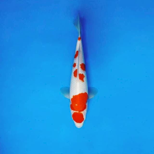 HIRYU 3 - MARUTEN KOHAKU ®