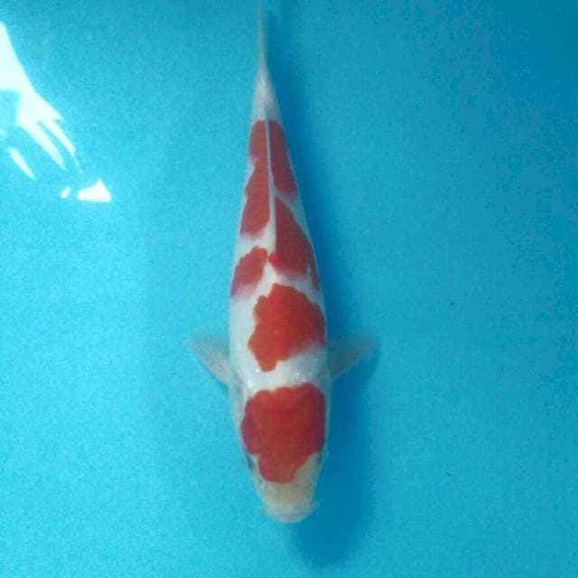 Kohaku Strong, 24 cm