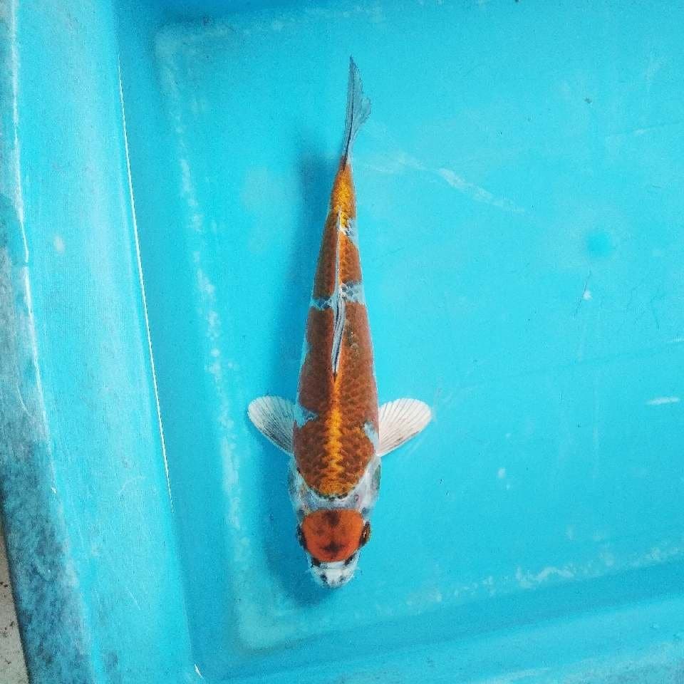 Maruten kujaku cutt