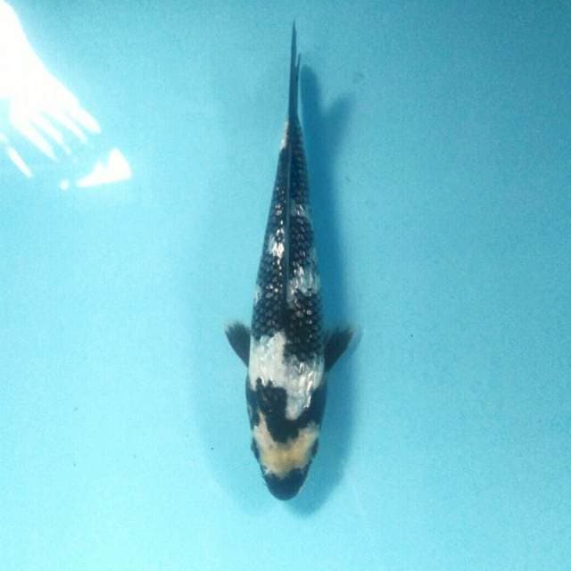 Shiro Ginrin, 19 cm
