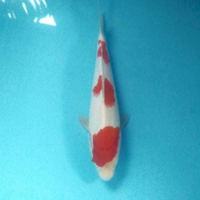 Kohaku, 27 cm