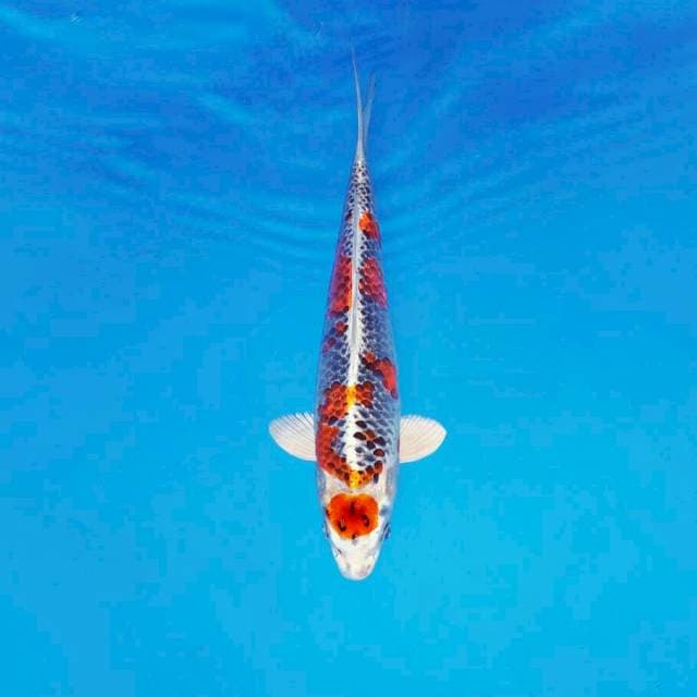 HIRYU 6 - MARUTEN KUJAKU ®