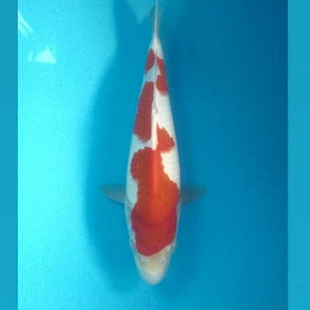 Original Inazuma Bakat Punuk, 31 cm
