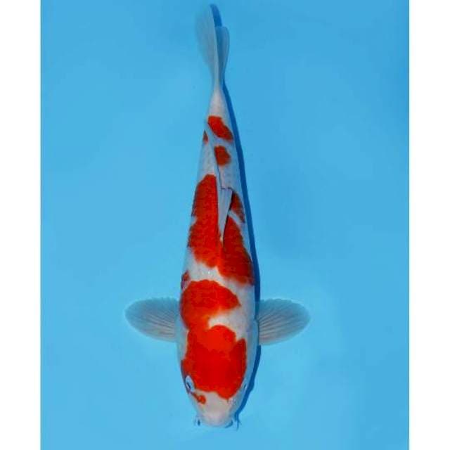 Kohaku red 38cm male super