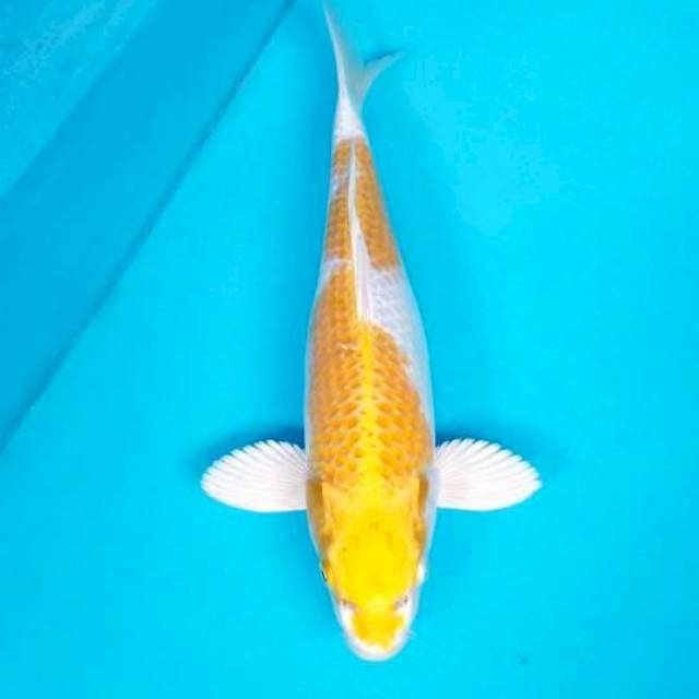 HARIWAKE 34 CM