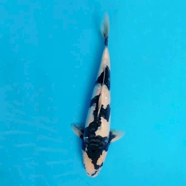 Shiro Doitsu 37cm, Siap Koleksi