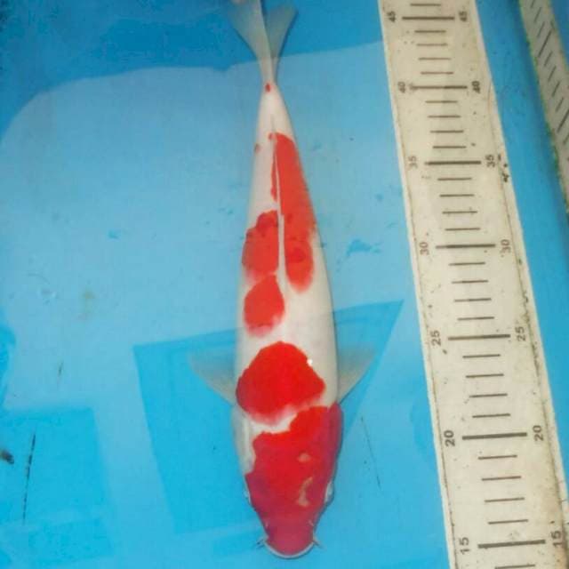 30cm F1 KOHAKU APIK