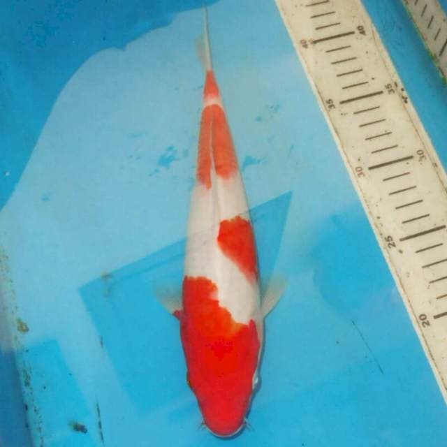 F1 KOHAKU TOTOL TOTOL