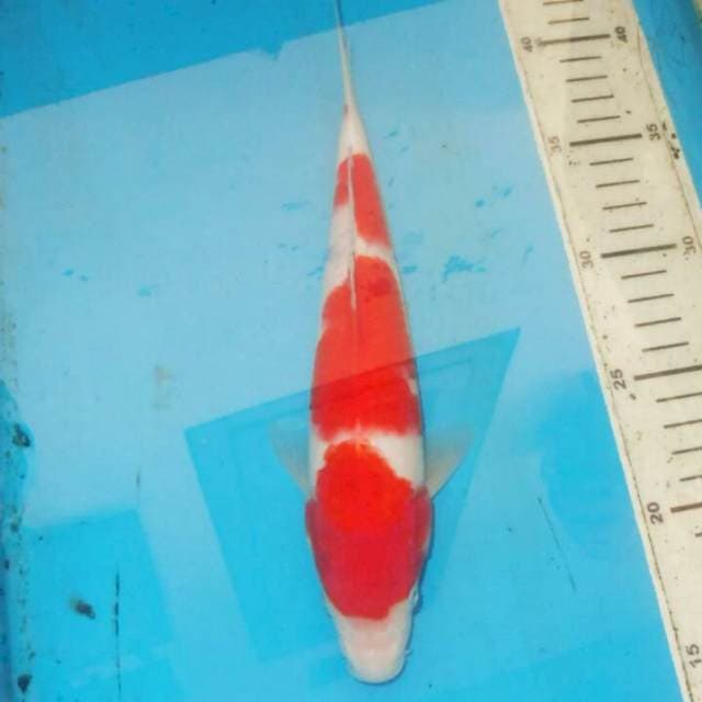 F1 KOHAKU SANDAN