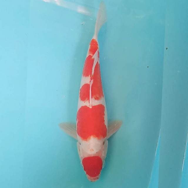 Maruten kohaku 26cm (cutting kering tinggal keeping)