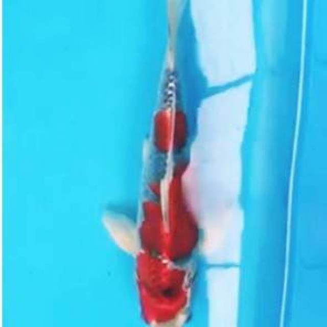 Goshiki 35cm