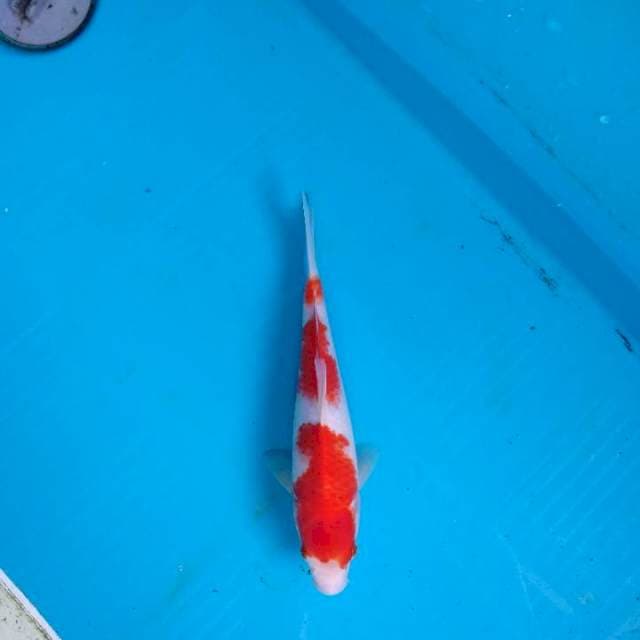Kohaku juoosss step 3