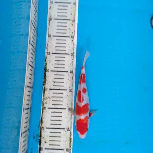 Kohaku super red