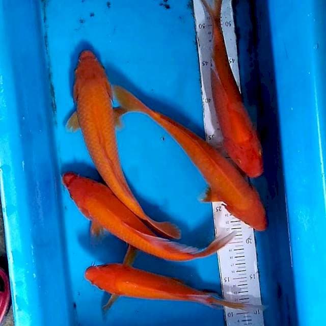 Paket benigoi 5 ekor mix kumpay