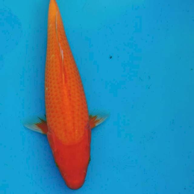 AKA HAJIRO 31cm