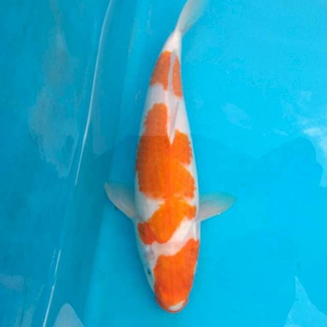 KOHAKU bakaT Jumbo 37 cm