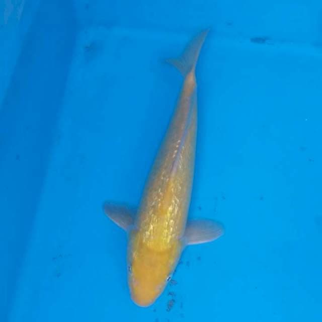 KARASI FULGINRIN