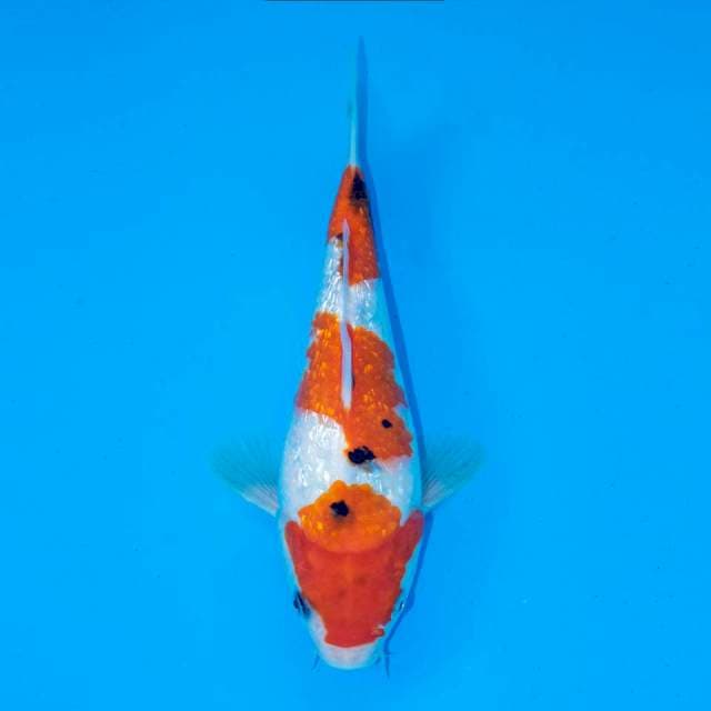 SANKE 23 CM MALE 