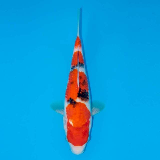 SANKE 25 CM FEMALE 