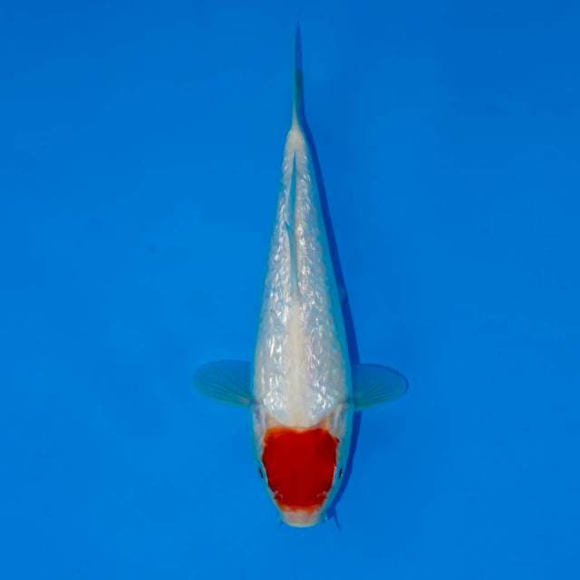 TANCHO GINRIN 24 CM FEMALE 