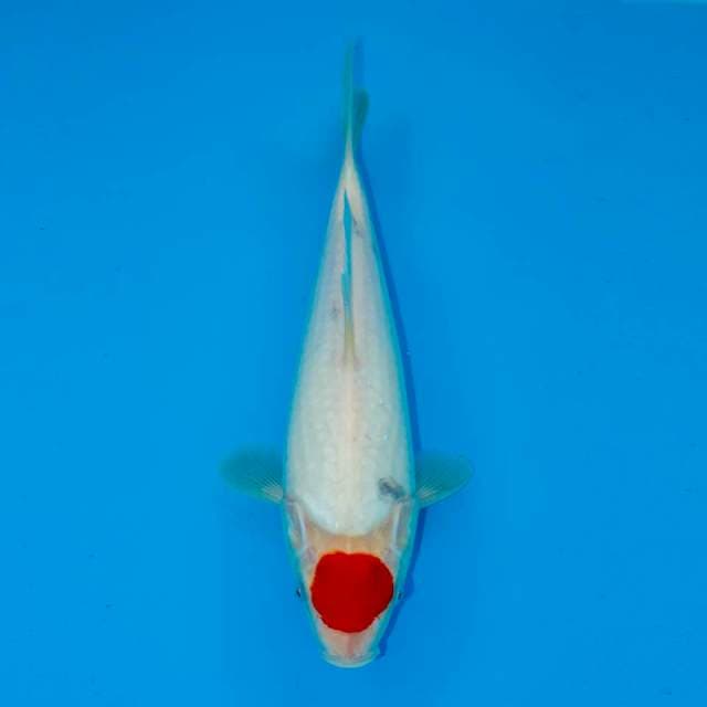 TANCHO SHOWA TATEGOI 27 CM FEMALE 