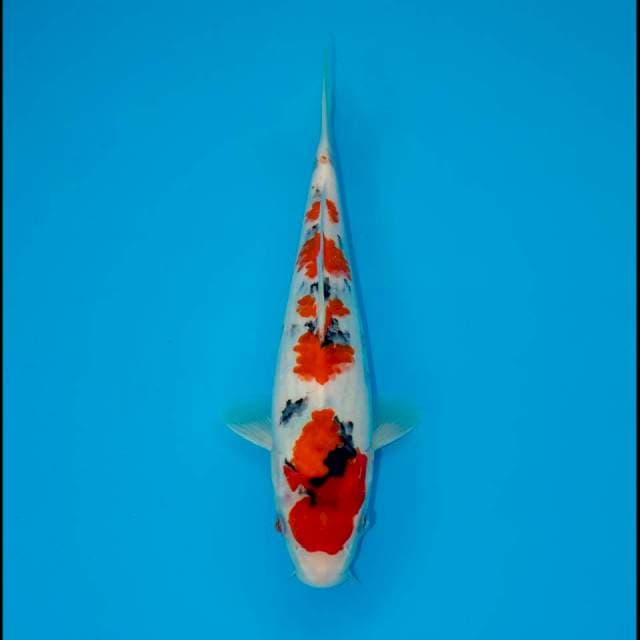 SANKE 24 CM FEMALE 