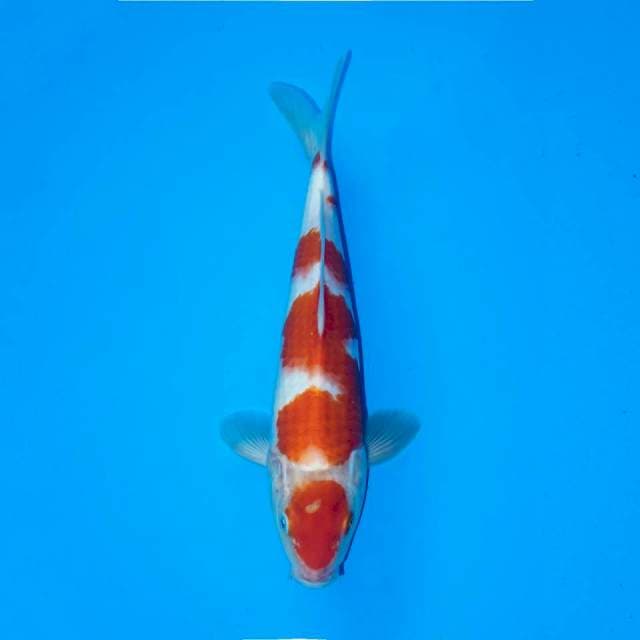 MARUTEN KOHAKU 27 CM MALE