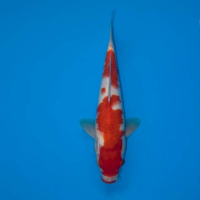 KOHAKU 31 CM FEMALE