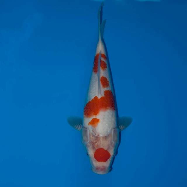 MARUTEN KOHAKU 28 CM FEMALE