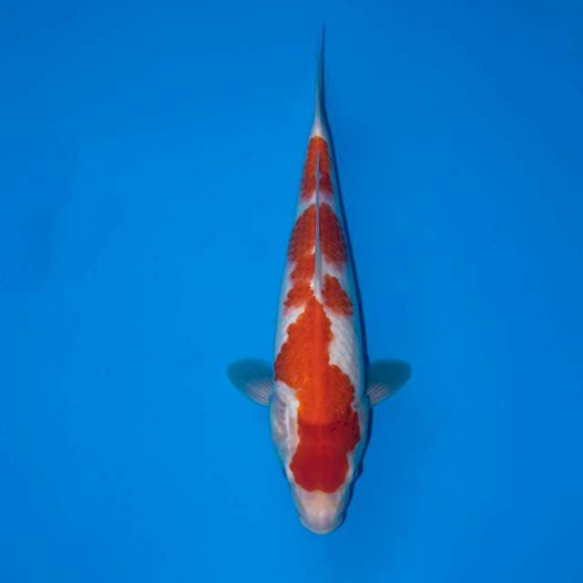 KOHAKU 29 CM FEMALE