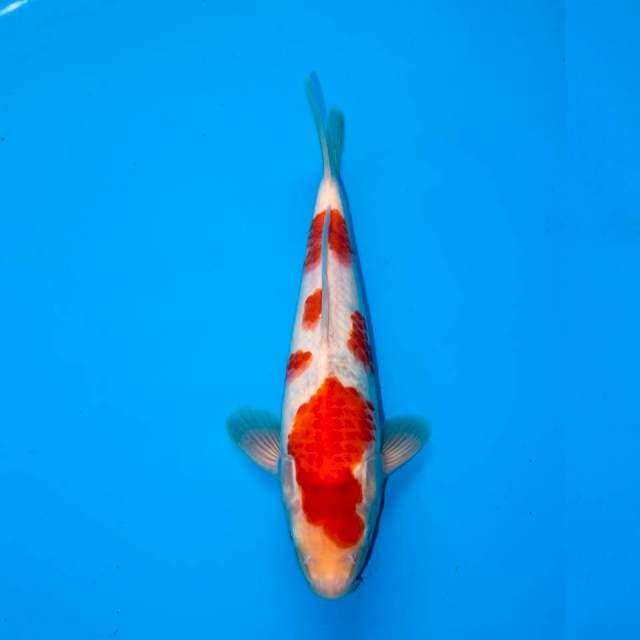 KOHAKU 28 CM FEMALE