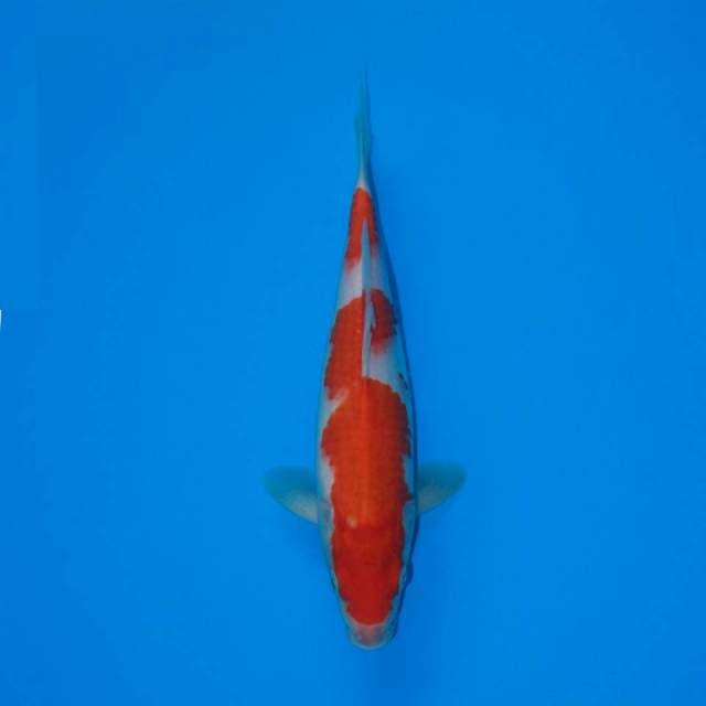 KOHAKU 25 CM FEMALE