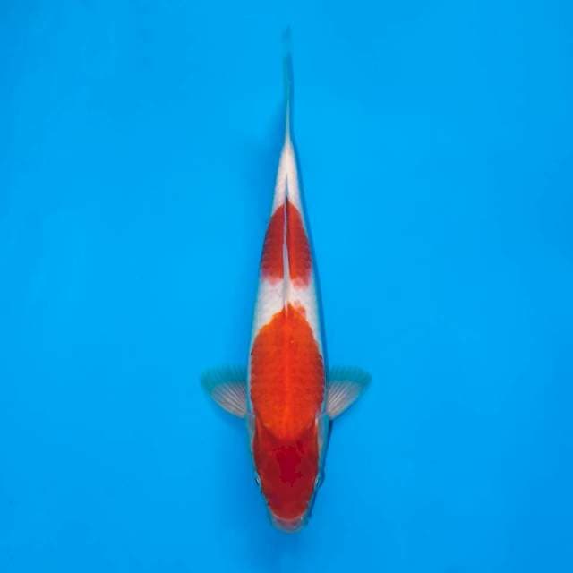 NIDAN KOHAKU 28 CM FEMALE