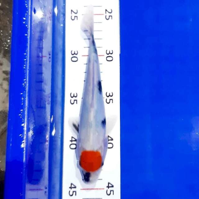 Tancho showa tategoi 19 cm