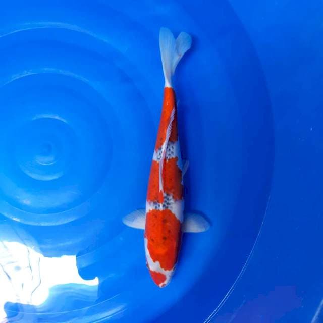 Ghosiki f 46 cm